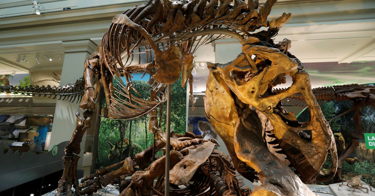 Scientists suggest that Tyrannosaurus had three species, not just ‘Rex’