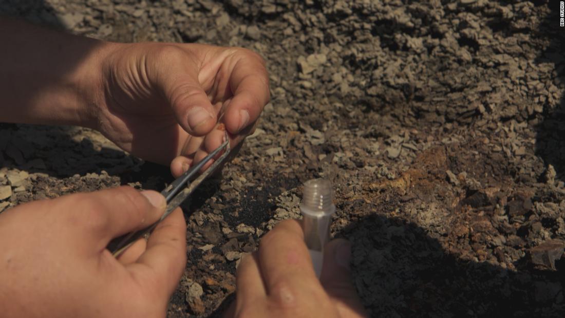 Part of the asteroid that killed the dinosaurs may have been found in amber