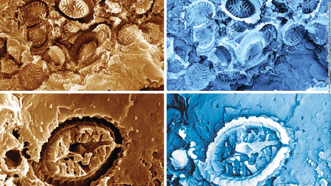 ‘Ghost’ fossils reveal microorganisms that survived ancient ocean warming events