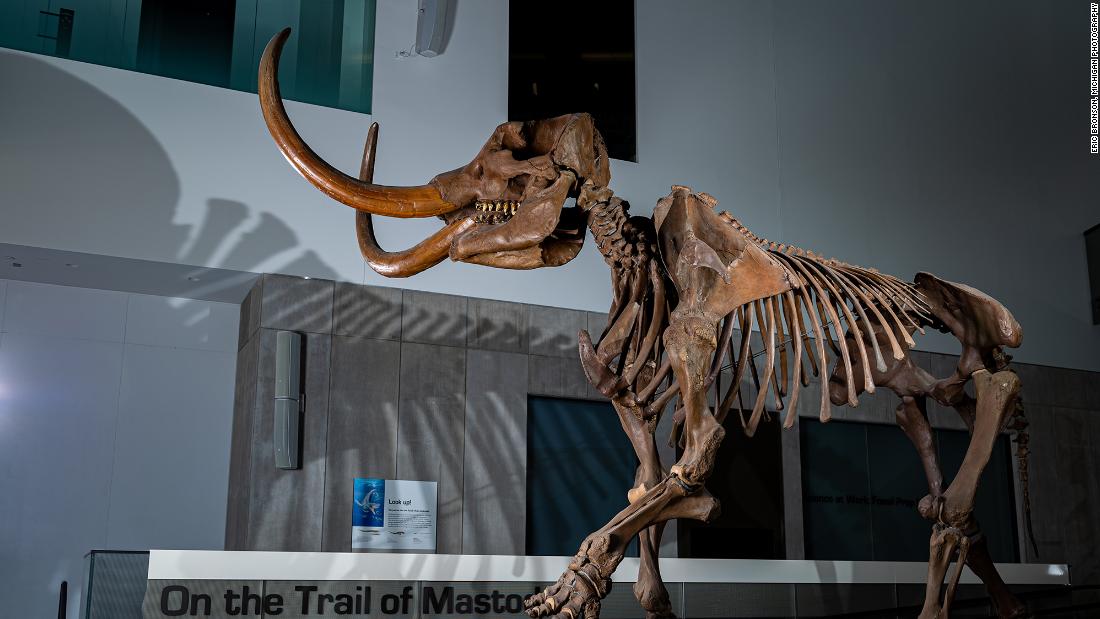 Mastodon’s fang reveals migration patterns in North America
