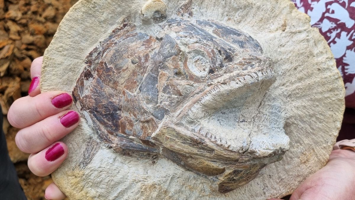 ‘I’ve never seen anything like it’: Jurassic-era fish fossils found on British farm