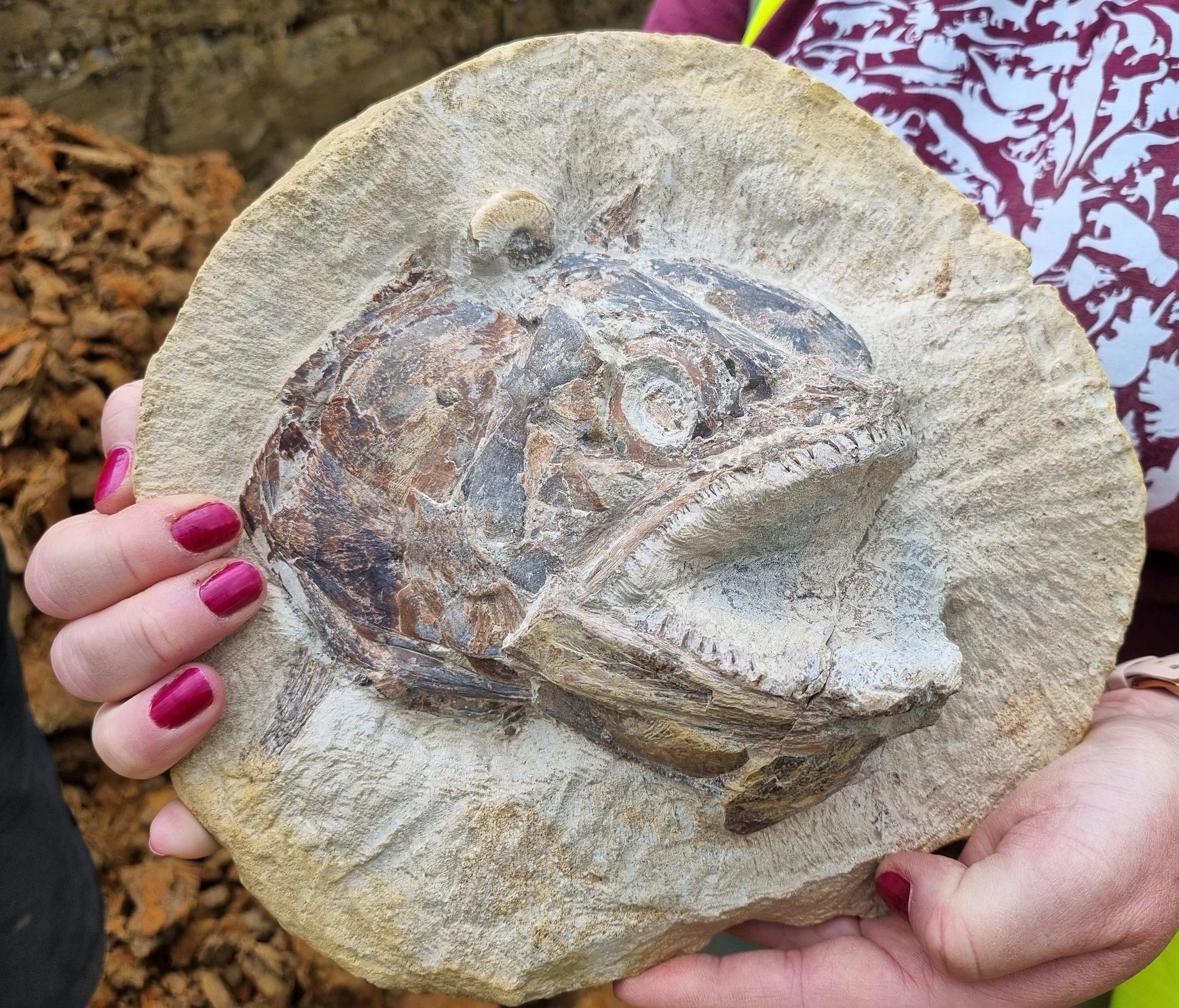 Prehistoric Fossil Hunting on the Farm – Explore the Jurassic Marine World in a Farmer’s Field