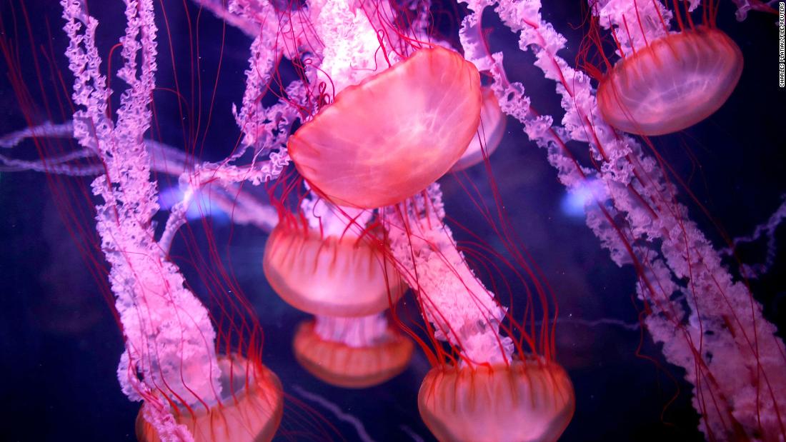 ‘Immortal jellyfish’: a new study from Spain could reveal the secret of how this species reverses aging