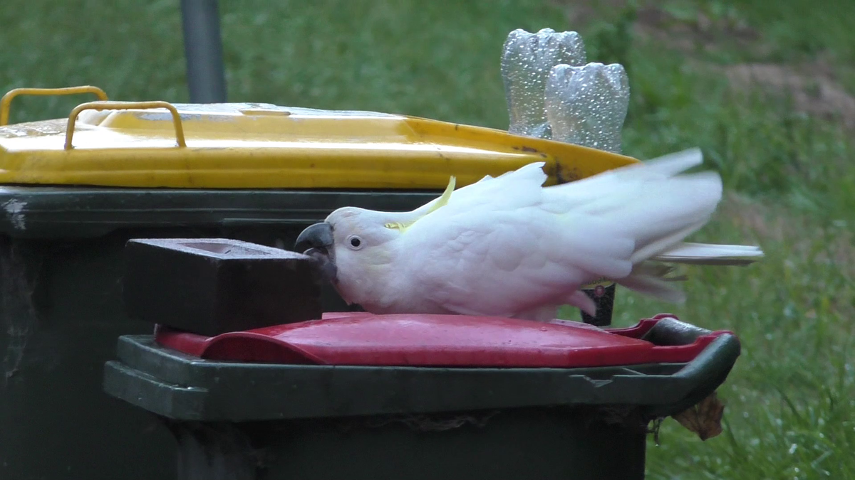 Humans and parrots in an “arms race” over rubbish in Sydney