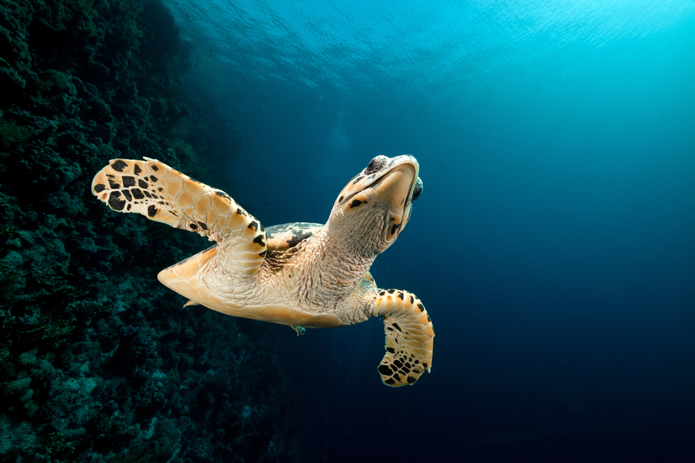 Turtle Nesting: Understanding the Reproductive Behavior of Sea Turtles